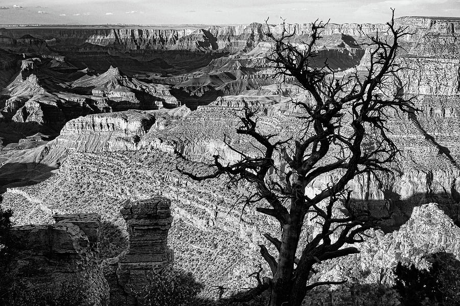 Dead Tree at the Grand Canyon bw Photograph by Jerry Fornarotto