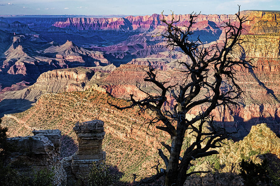 Dead Tree at the Grand Canyon Photograph by Jerry Fornarotto