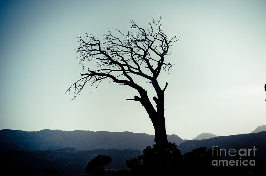 Dead tree at the sky Photograph by Raimond Klavins