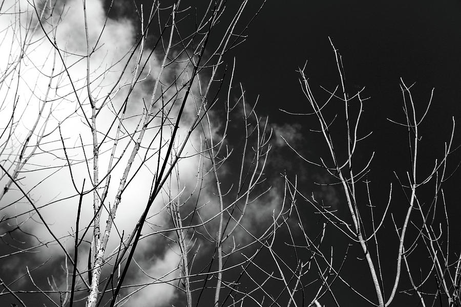 Dead Tree Branches and Cloud 2 BW 2017 Photograph by Mary Bedy