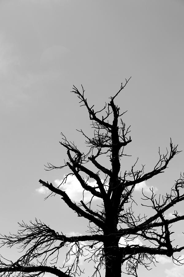 Dead Tree BW Photograph by Mary Bedy