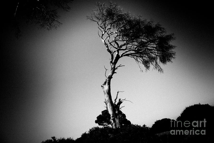 Dead tree bw Photograph by Raimond Klavins