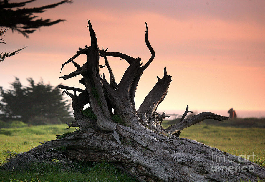 Dead Tree Photograph by Chuck Kuhn