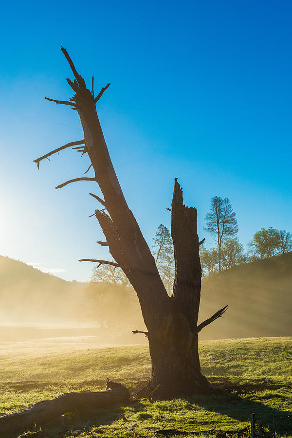Dead Tree, Clearing Morning Fog, San Andreas Rift Valley Photograph by TM Schultze