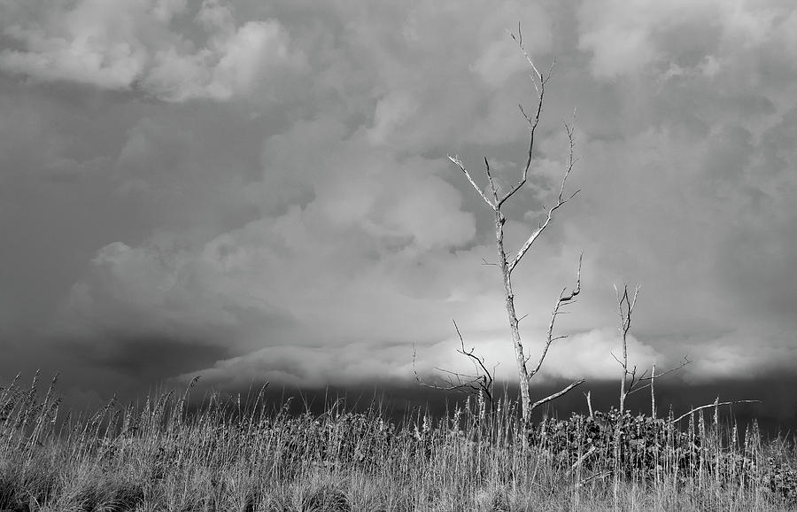 Dead Tree Clouds Photograph by Robert Wilder Jr