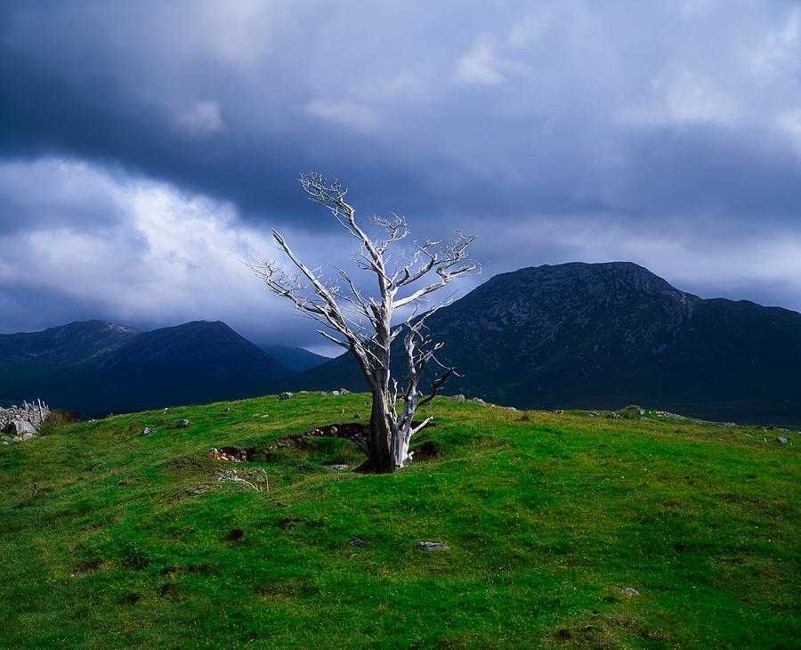 Mountain Photograph - Dead Tree, Connemara, Co Galway, Ireland by The Irish Image Collection 