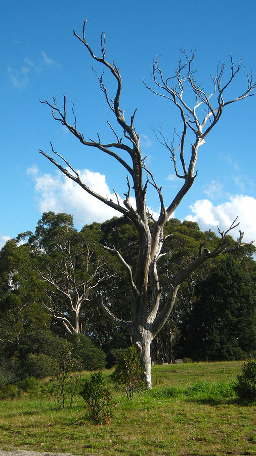 Dead Tree Photograph - Dead Tree by Emma Frost Dead Tree Photograph - Dead Tree by Emma Frost