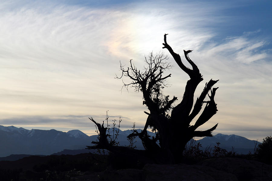 Dead tree in Arches National Park Photograph by Pierre Leclerc Photography