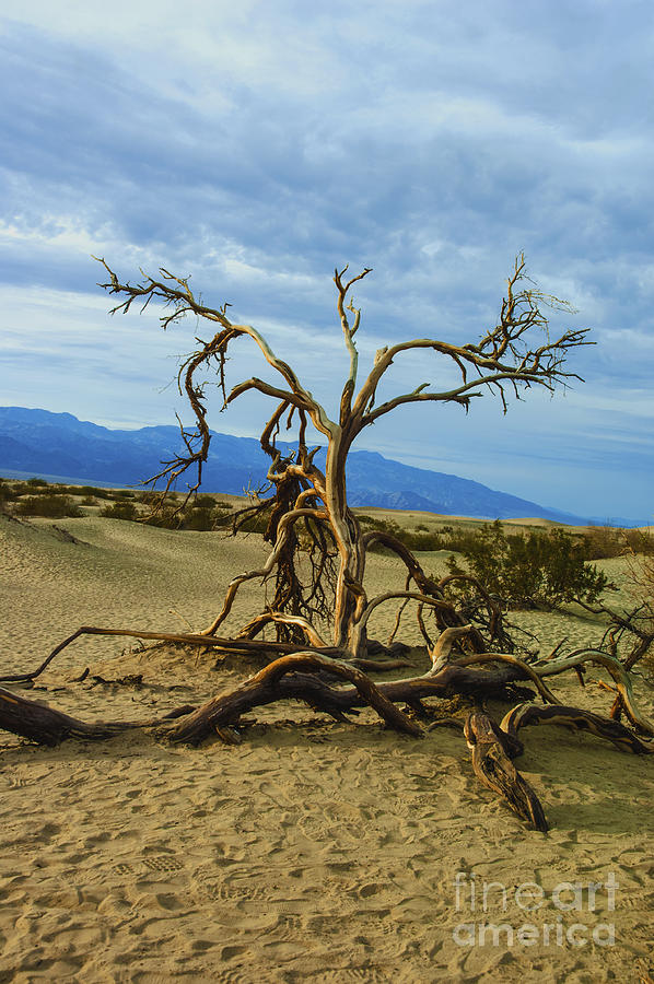 Dead tree in Death Valley 1 Photograph by Micah May