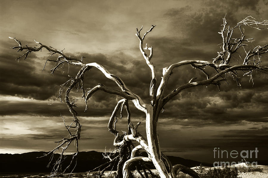 Dead tree in Death Valley 10 Photograph by Micah May