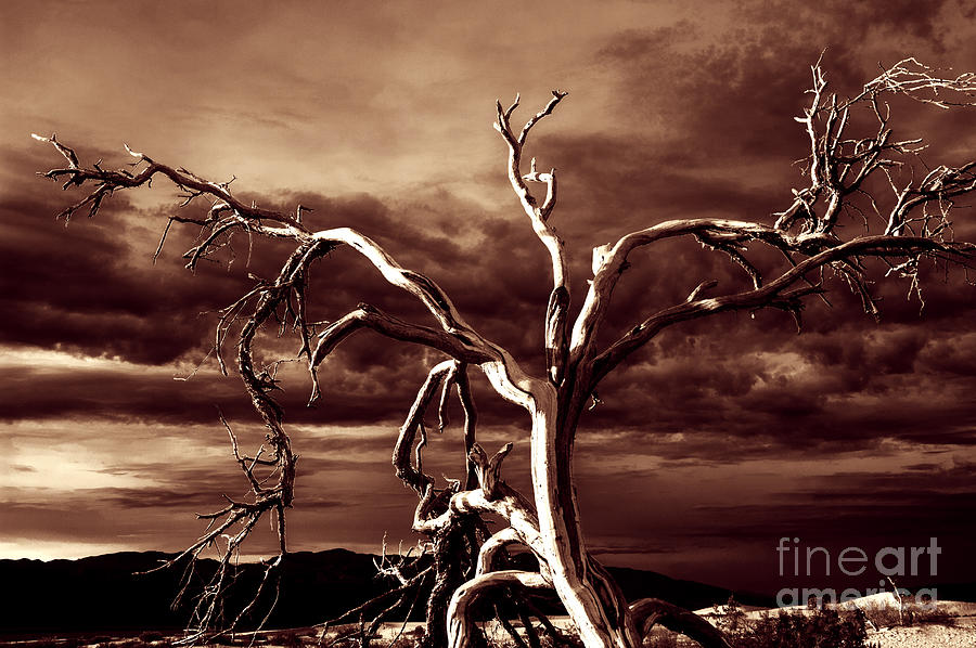 Dead tree in Death Valley 11 Photograph by Micah May
