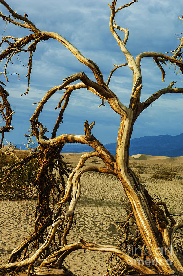 Dead tree in Death Valley 12 Photograph by Micah May