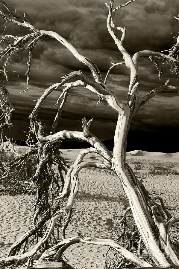Dead tree in Death Valley 13 Photograph by Micah May