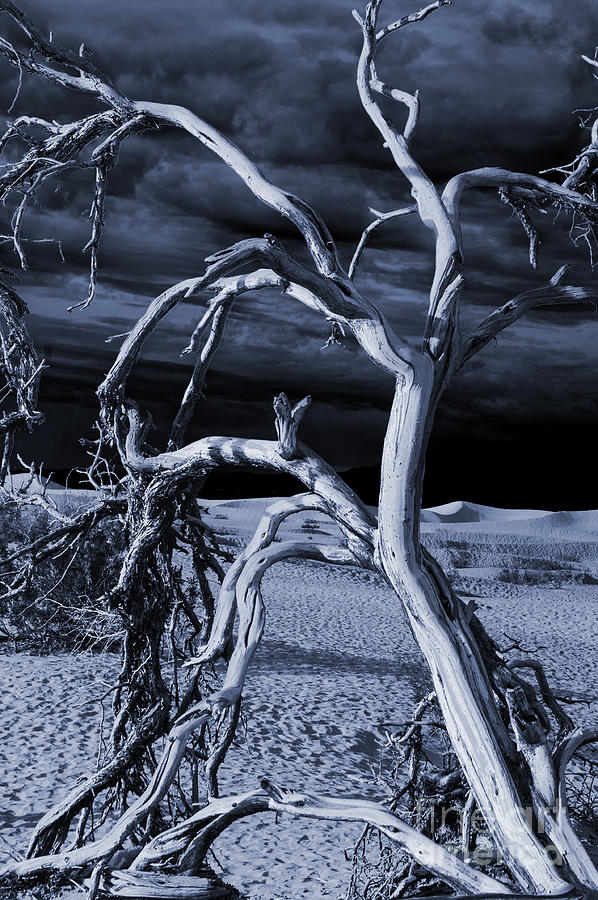 Dead tree in Death Valley 14 Photograph by Micah May