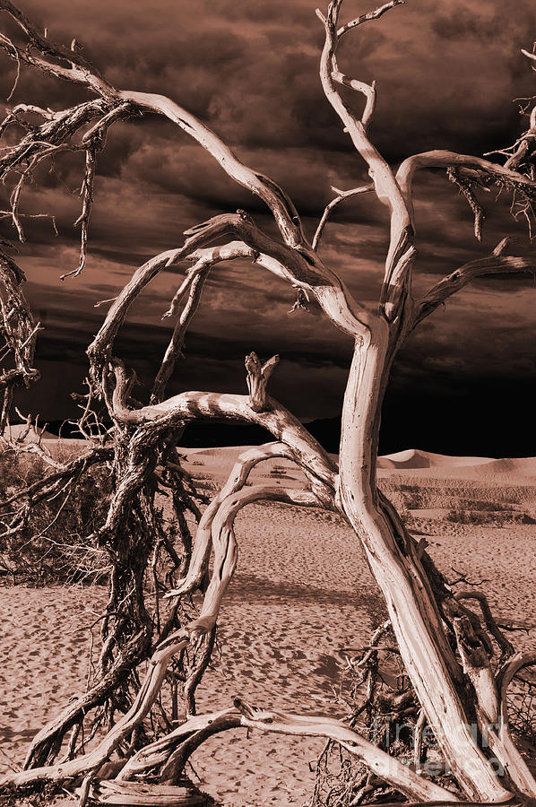 Dead tree in Death Valley 15 Photograph by Micah May