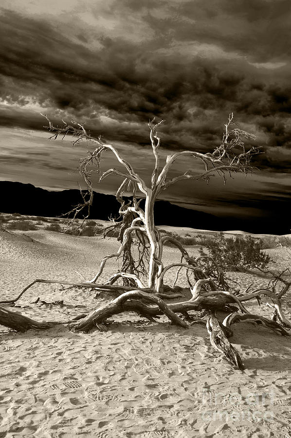Dead tree in Death Valley 2 Photograph by Micah May