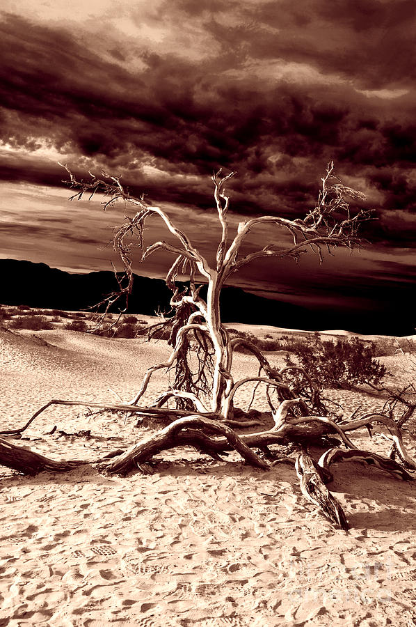 Dead Tree in Death Valley 3 Photograph by Micah May