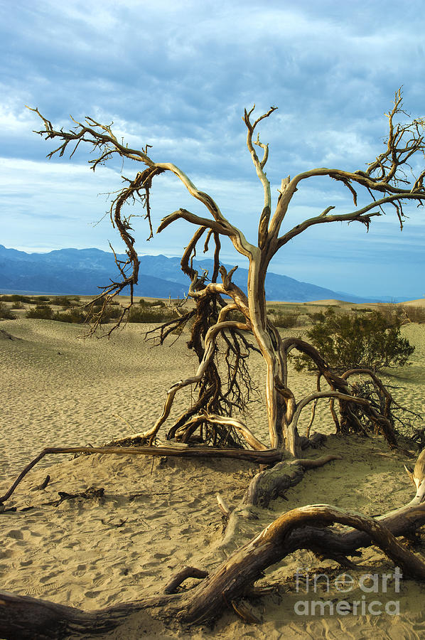 Dead tree in Death Valley 4 Photograph by Micah May