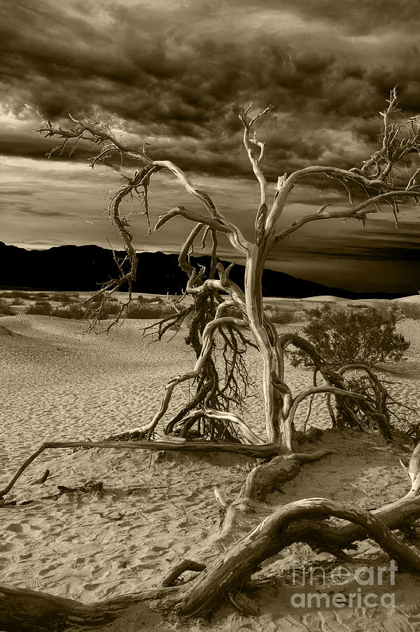 Dead tree in Death Valley 5 Photograph by Micah May
