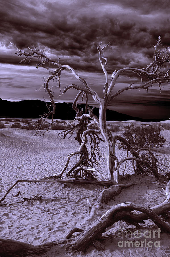 Dead tree in Death Valley 6 Photograph by Micah May