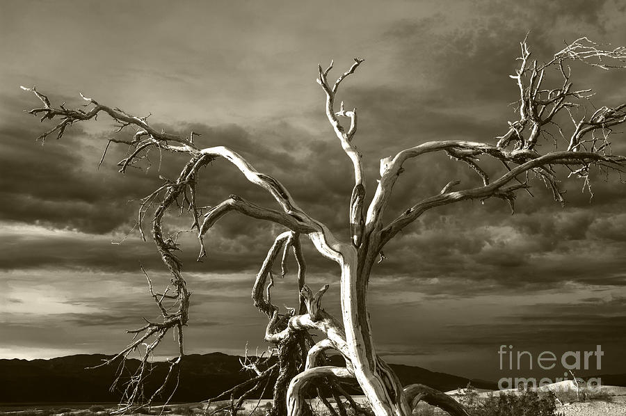 Dead tree in Death Valley 8 Photograph by Micah May