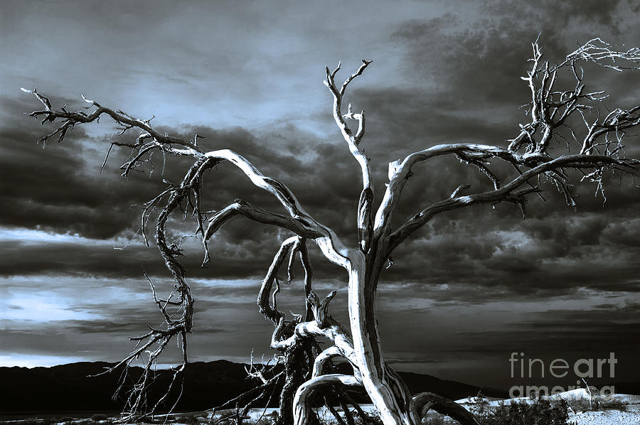 Dead tree in Death Valley 9 Photograph by Micah May