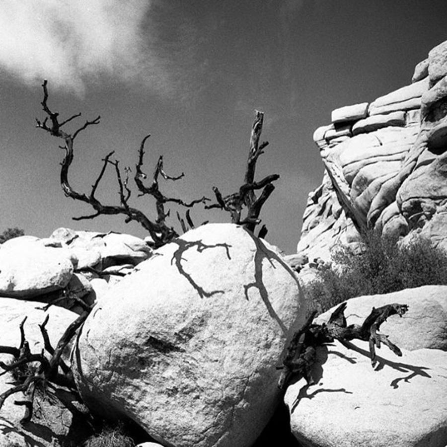 Blackandwhite Photograph - Dead Tree In #joshuatree #cali #socal by Alex Snay