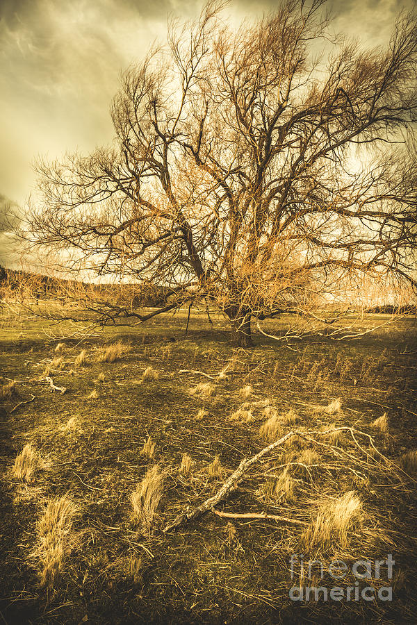 Dead tree in seasons bare Photograph by Jorgo Photography
