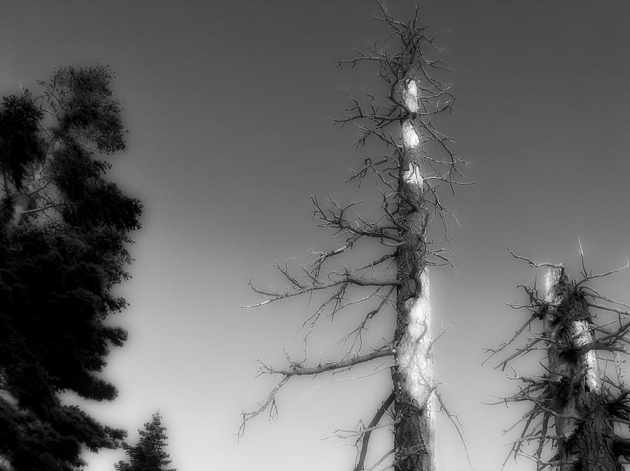 Dead Tree Photograph -  Dead Tree by Mark J Dunn