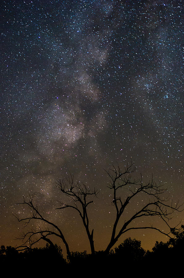 Space Photograph - Dead Tree Milky Way by Brandon Green