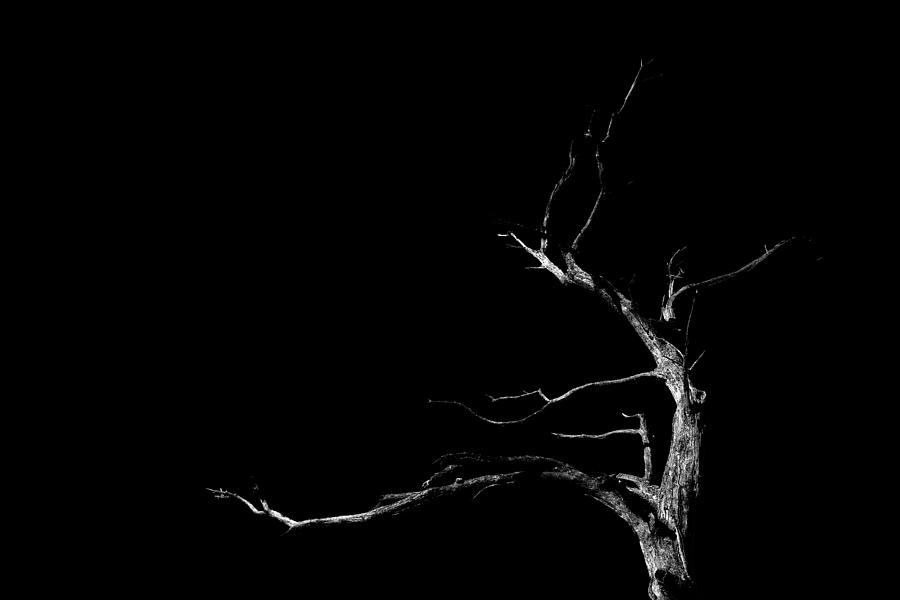 Details 100 tree black background - Abzlocal.mx