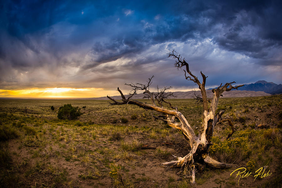 Dead Tree on the High Desert Photograph by Rikk Flohr