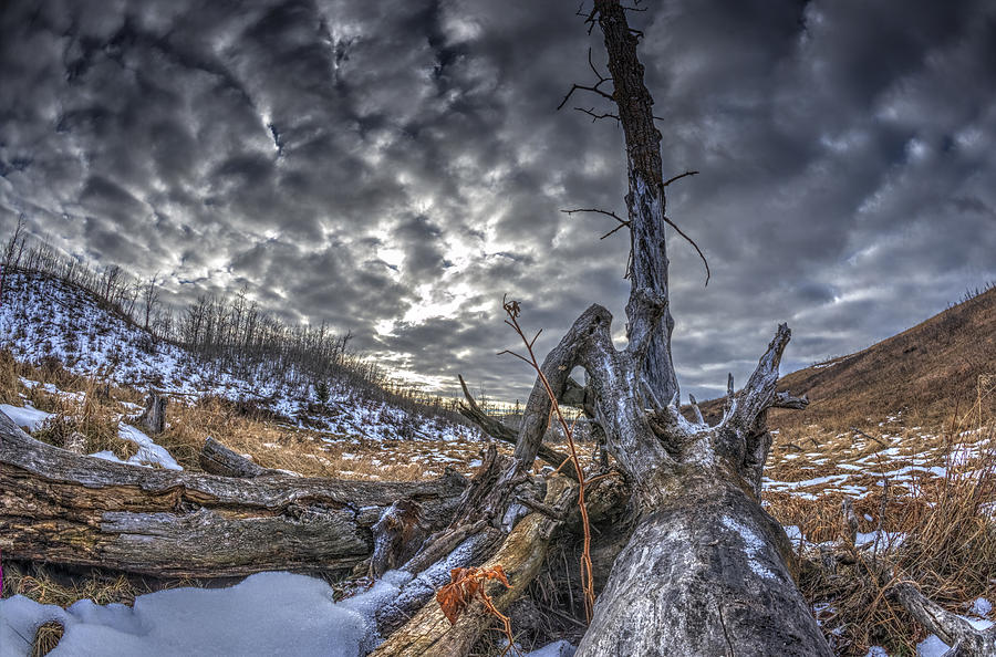 Winter Photograph - Dead Tree by Phil And Karen Rispin