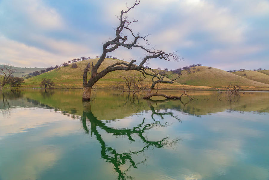 Dead Tree Reflection Photograph by Marc Crumpler
