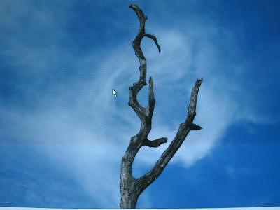 Abstract Photograph - Dead Tree Still Standing Abstract by Taylor Foss Abstract Photograph - Dead Tree Still Standing Abstract by Taylor Foss