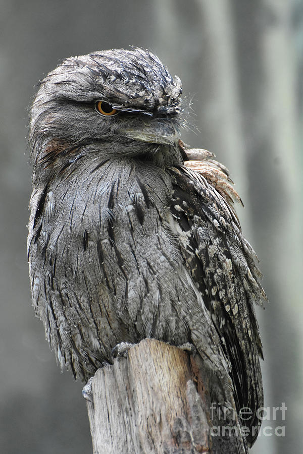 Dead Tree Stump with a Distinctive Tawny Frogmouth Photograph by DejaVu Designs