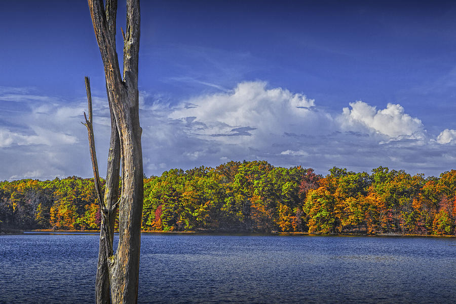 Dead Tree Trunk during Autumn by Hall Lake Photograph by Randall Nyhof