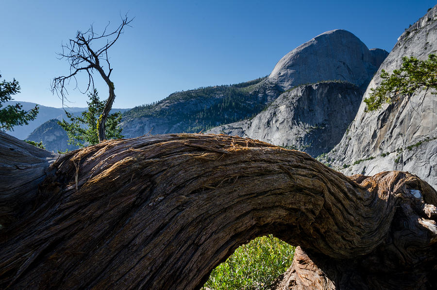 Yosemite National Park Photograph - Dead tree trunk by Ingo Scholtes