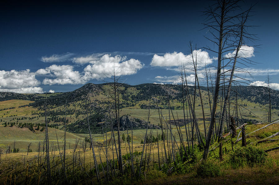 Dead Tree Trunks in the Mountain Foothills Photograph by Randall Nyhof