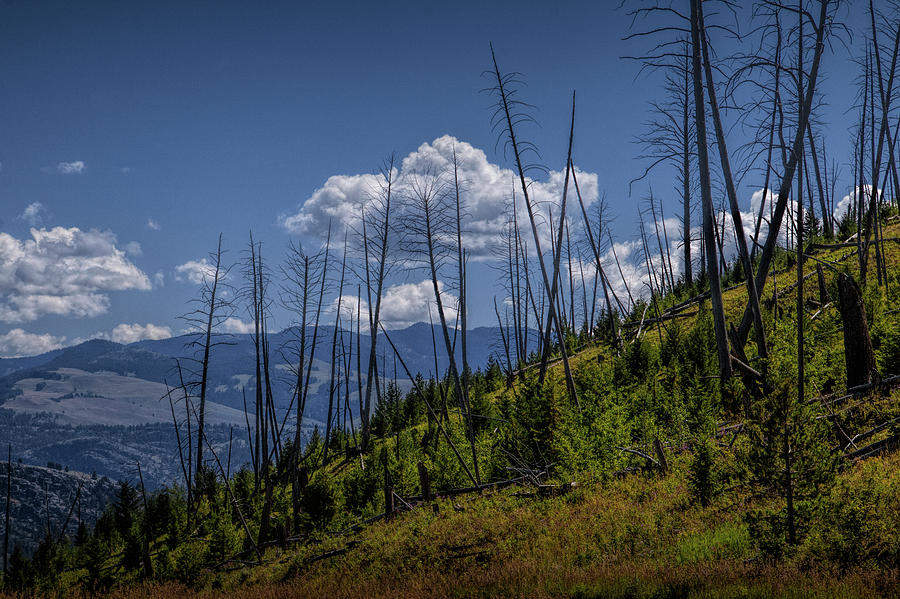 Dead Tree Trunks with Puffy Clouds over Mountains and Hills in Yellowstone Photograph by Randall Nyhof