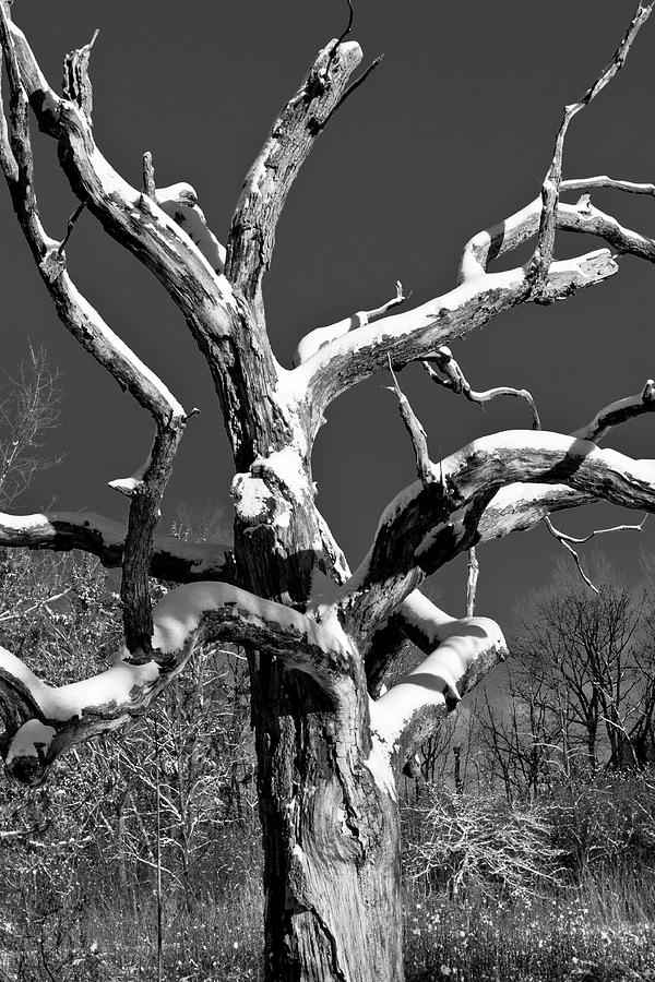 Dead Tree - UW Arboretum - Madison - WI Photograph by Steven Ralser