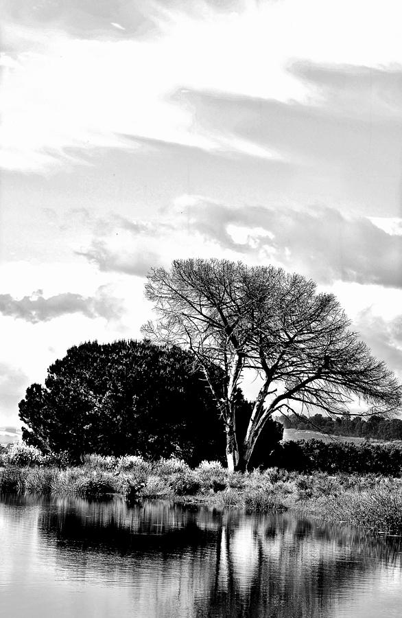 dead Tree Photograph by Werner Lehmann