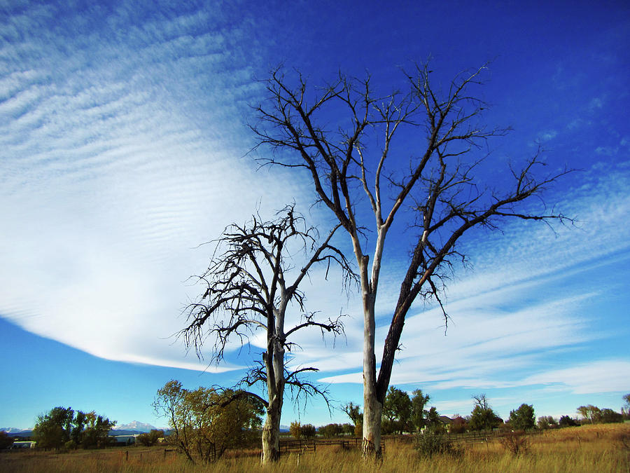 Dead Trees and  Altostratus Clouds Photograph by Marilyn Hunt