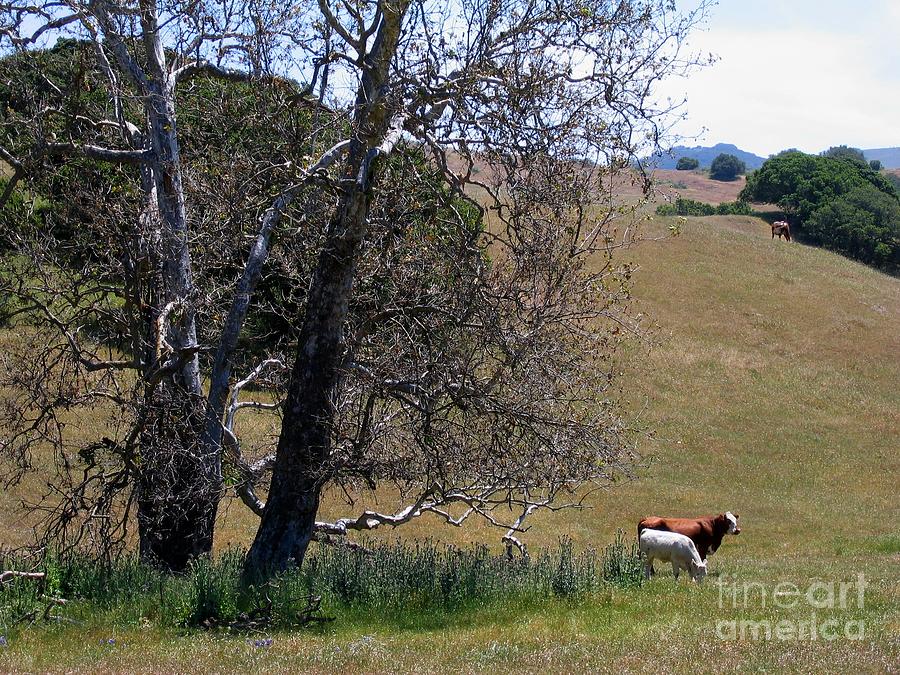 Dead Trees And Outstanding Cows Photograph