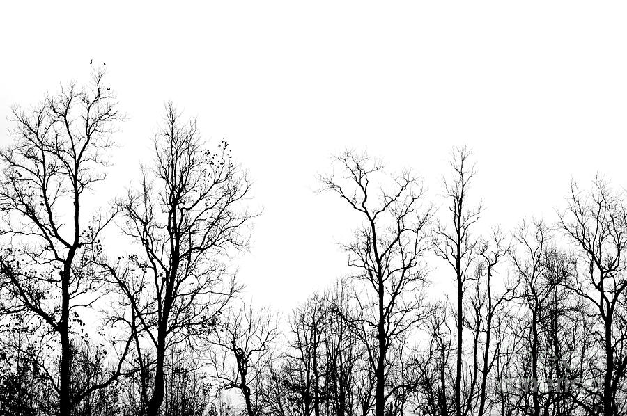 dead trees silhouette