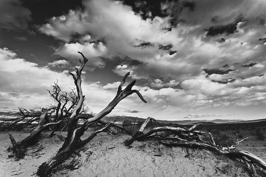 Landscape Photograph - Dead Trees at Mesquite Dunes by Nathan Spotts Landscape Photograph - Dead Trees at Mesquite Dunes by Nathan Spotts