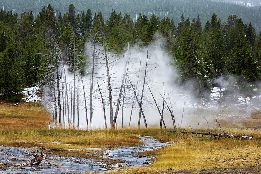Dead Trees at Yellowstone Photograph by Alex Mironyuk
