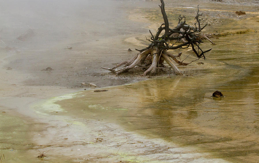 Dead Trees In Boiling Mud At Fountain Paint Pots In Yellowstone Photograph