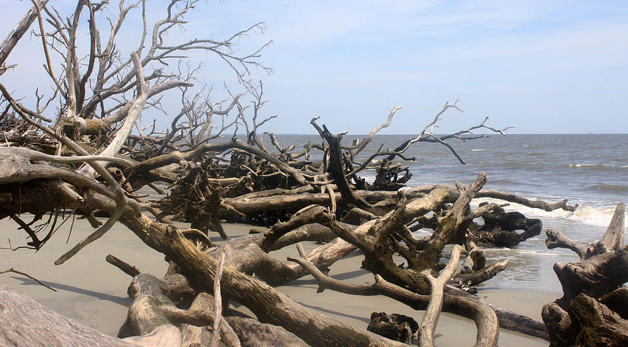 Dead Trees on Beach of Hunting Island Photograph by Ellen Tully