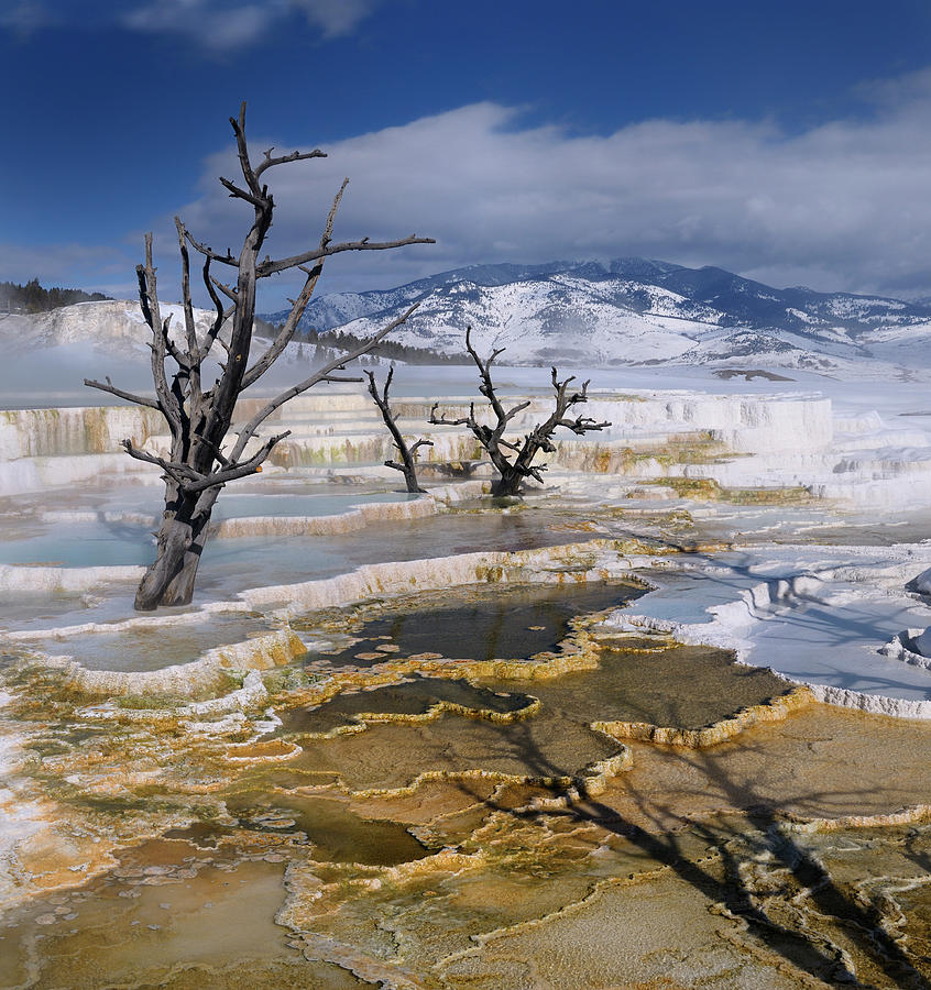 Yellowstone National Park Photograph - Dead trees on Travertine pools at the Main Terrace at Mammoth Ho by Reimar Gaertner